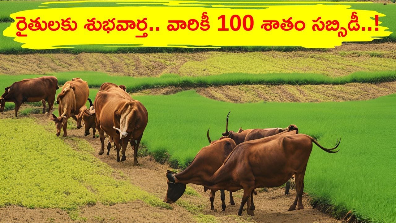 Ap 100 Subsidy for Pasture Cultivation